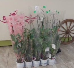 Орхидея (фаленопсис) без цветов Орхидея (фаленопсис) без цветов